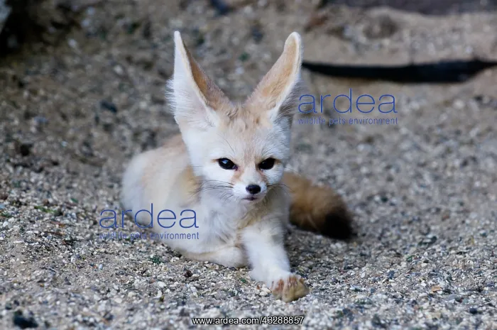 : Fennec Fox (Vulpus zerda) captive, UK : Fennec Fox (Vulpus zerda) captive, UK