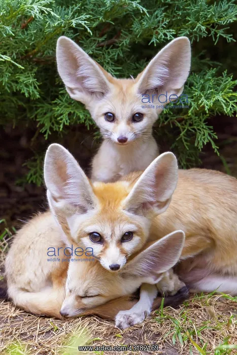  : Fennec foxes (Vulpes zerda), two young animals