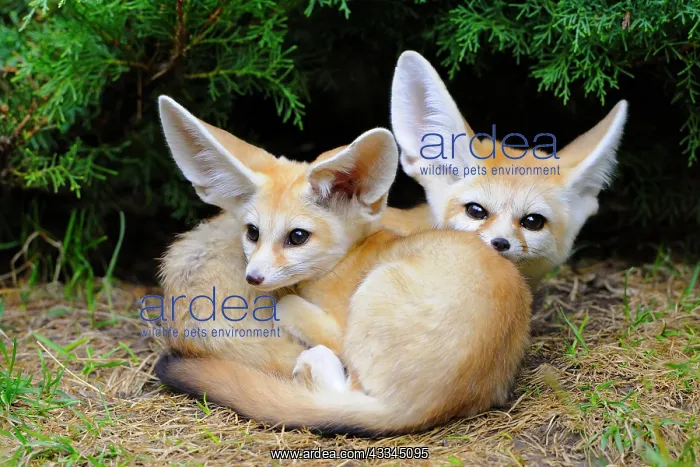 : Fennec foxes (Vulpes zerda), two young animals : Fennec foxes (Vulpes zerda), two young animals