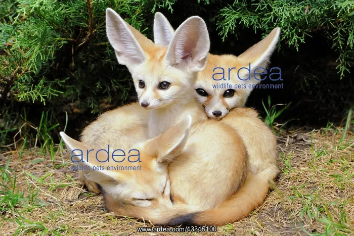 : Fennec foxes (Vulpes zerda), three young animals : Fennec foxes (Vulpes zerda), three young animals
