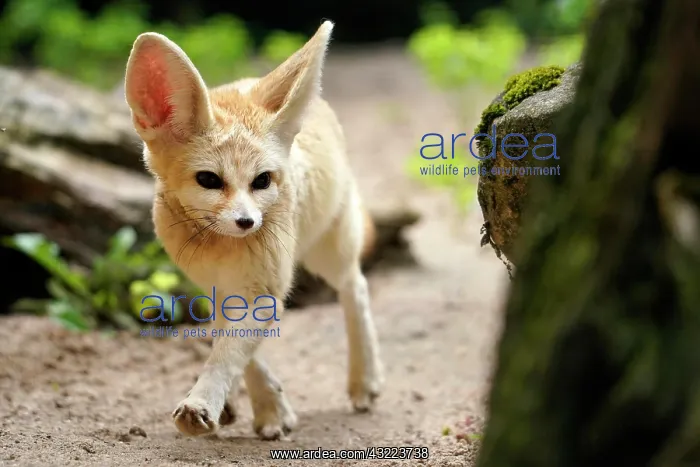 : Fennek, Fennec fox (Vulpes zerda), running, captive : Fennek, Fennec fox (Vulpes zerda), running, captive