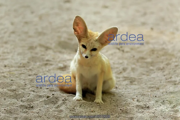 : Fennek, fennec fox (Vulpes zerda), adult, captive : Fennek, fennec fox (Vulpes zerda), adult, captive