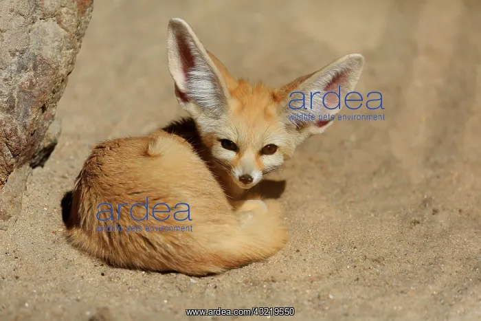 : Fennek, fennec fox (Vulpes zerda), adult, captive : Fennek, fennec fox (Vulpes zerda), adult, captive