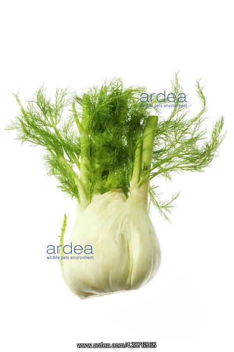  : Fennel