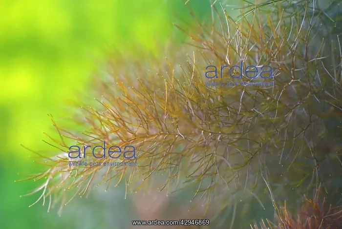 : Fennel, Foeniculum vulgare : Fennel, Foeniculum vulgare