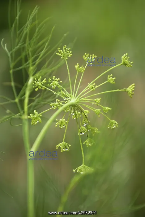 : Fennel, Foeniculum vulgare : Fennel, Foeniculum vulgare