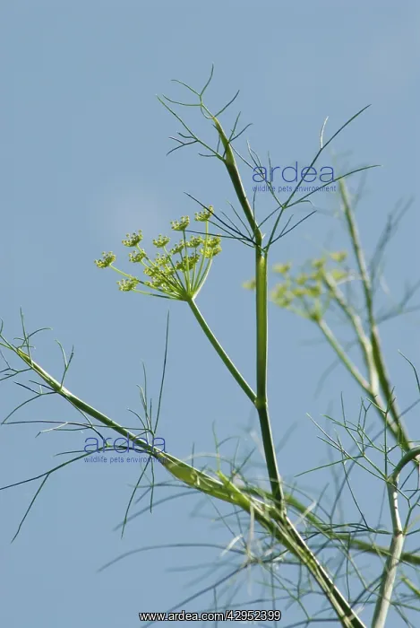 : Fennel, Foeniculum vulgare : Fennel, Foeniculum vulgare