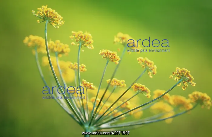 : Fennel, Foeniculum vulgare : Fennel, Foeniculum vulgare