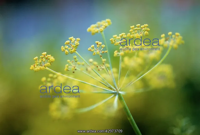 : Fennel, Foeniculum vulgare : Fennel, Foeniculum vulgare