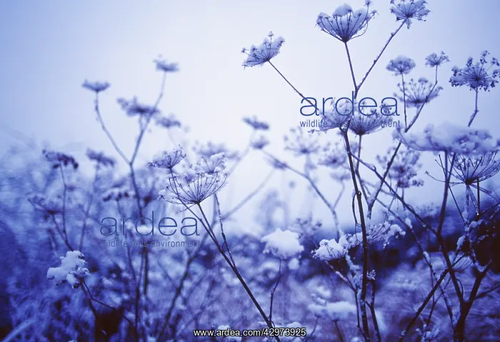  : Fennel, Foeniculum vulgare