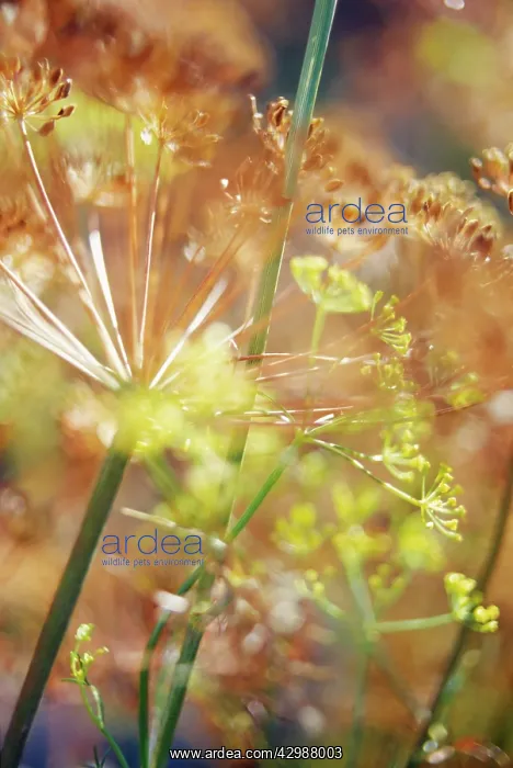 : Fennel, Foeniculum vulgare : Fennel, Foeniculum vulgare