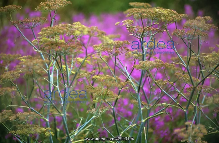 : Fennel, Foeniculum vulgare : Fennel, Foeniculum vulgare