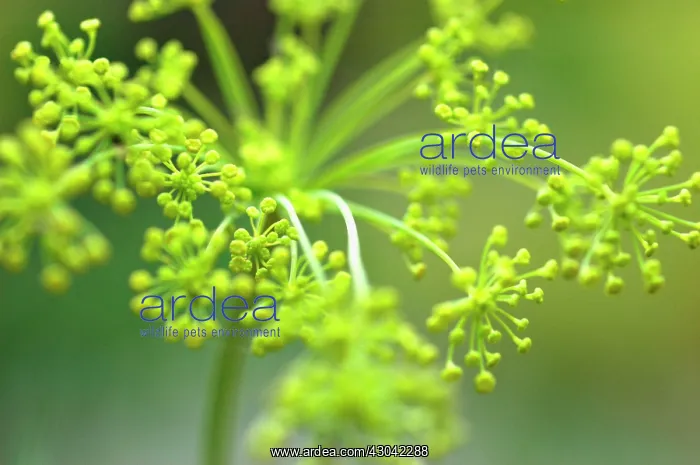 : Fennel, Foeniculum vulgare : Fennel, Foeniculum vulgare