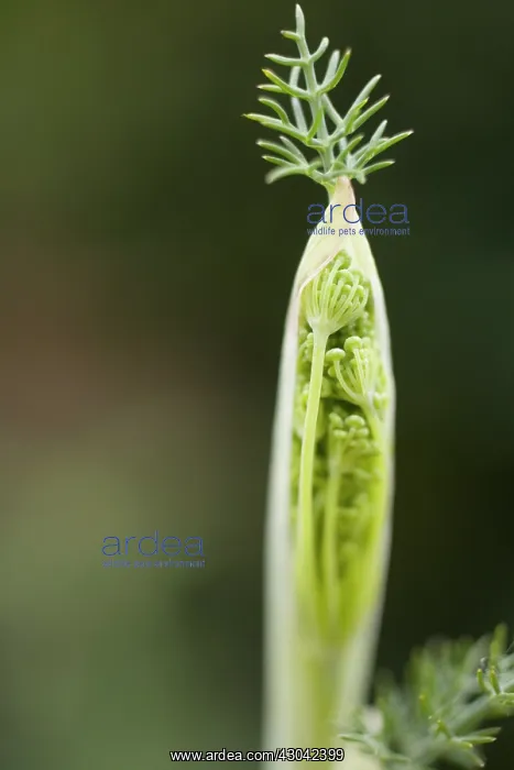 : Fennel, Foeniculum vulgare : Fennel, Foeniculum vulgare
