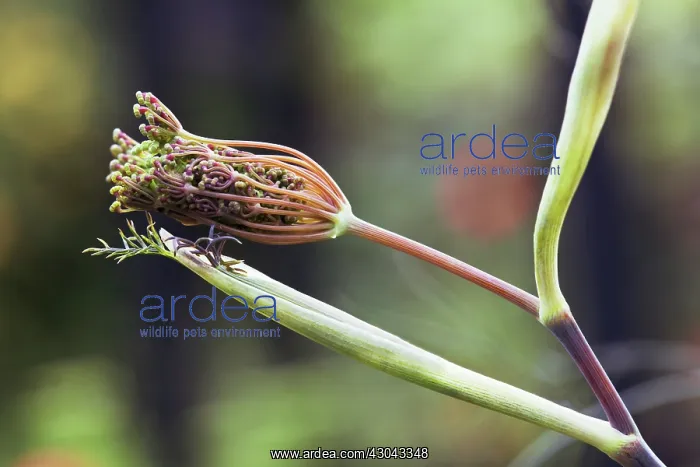 : Fennel, Bronze fennel, Foeniculum vulgare Purpureum : Fennel, Bronze fennel, Foeniculum vulgare Purpureum