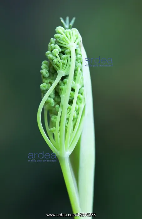 : Fennel, Foeniculum vulgare : Fennel, Foeniculum vulgare