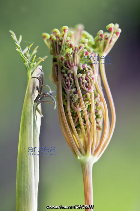 : Fennel, Bronze fennel, Foeniculum vulgare Purpureum : Fennel, Bronze fennel, Foeniculum vulgare Purpureum
