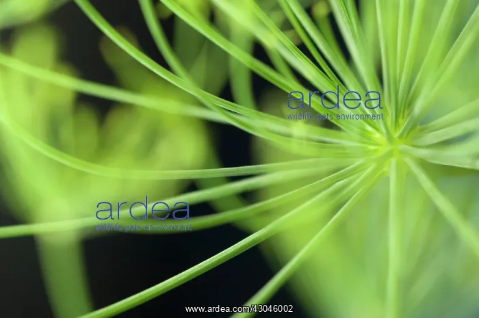 : Fennel, Foeniculum vulgare : Fennel, Foeniculum vulgare