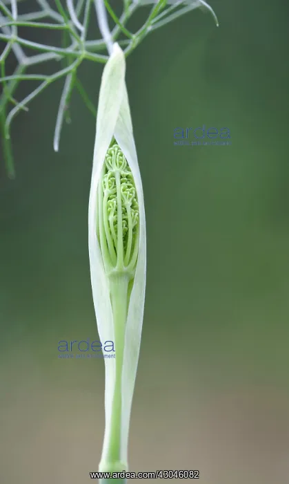 : Fennel, Bronze fennel, Foeniculum vulgare Purpureum : Fennel, Bronze fennel, Foeniculum vulgare Purpureum