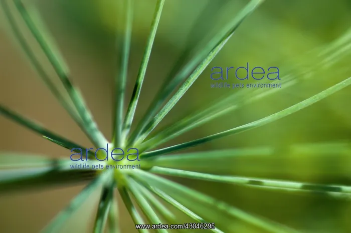 : Fennel, Foeniculum vulgare : Fennel, Foeniculum vulgare
