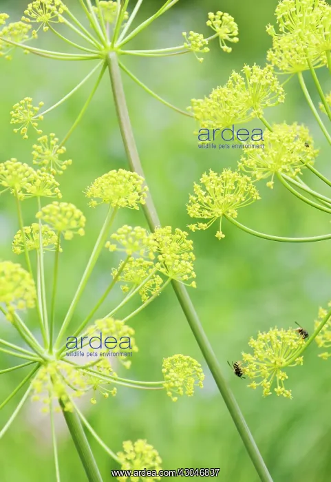 : Fennel, Foeniculum vulgare : Fennel, Foeniculum vulgare