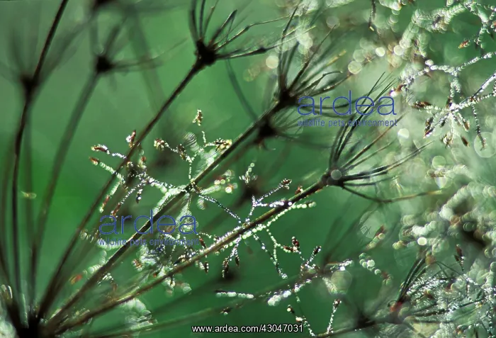 : Fennel, Foeniculum vulgare : Fennel, Foeniculum vulgare