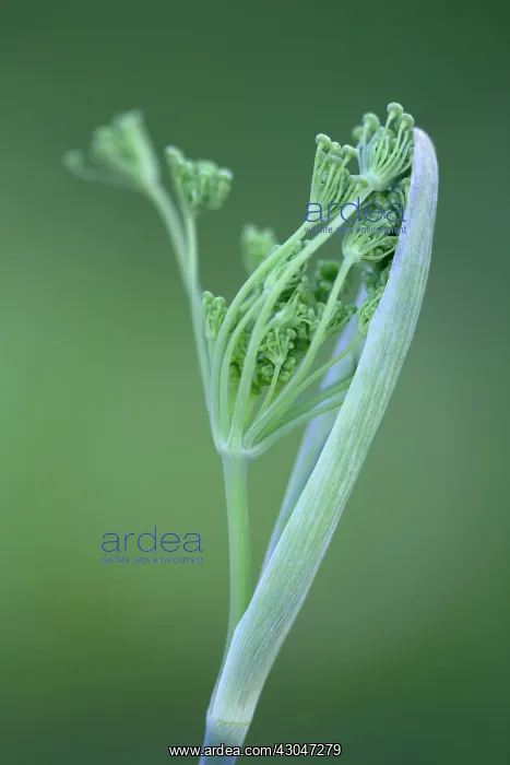: Fennel flower head emerging from protective casing : Fennel flower head emerging from protective casing