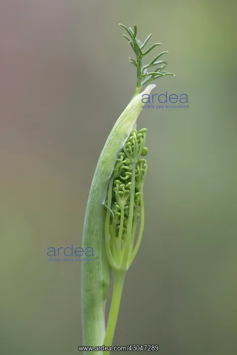 : Fennel flower head emerging from protective casing : Fennel flower head emerging from protective casing