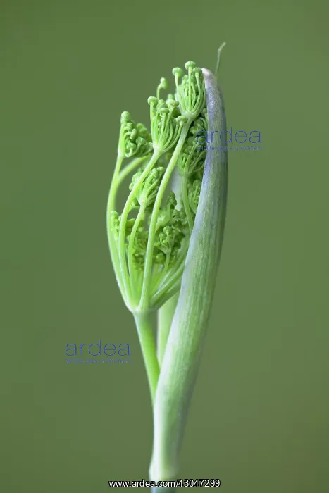 : Fennel flower head emerging from protective casing : Fennel flower head emerging from protective casing