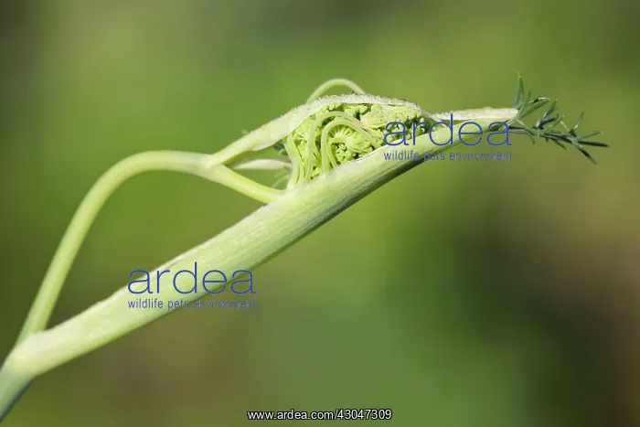 : Fennel flower head emerging from protective casing : Fennel flower head emerging from protective casing