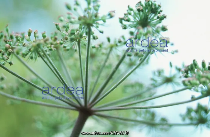 : Fennel, Foeniculum vulgare : Fennel, Foeniculum vulgare