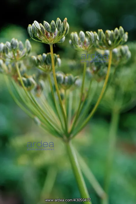 : Fennel, Foeniculum vulgare : Fennel, Foeniculum vulgare
