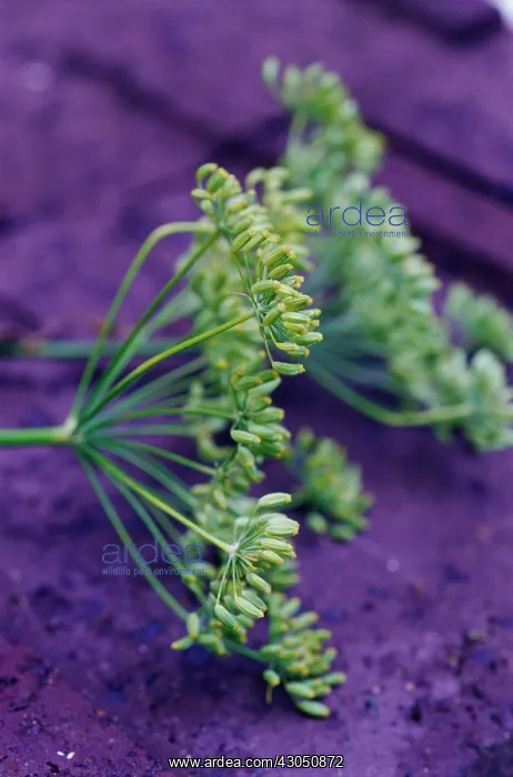 : Fennel, Foeniculum vulgare : Fennel, Foeniculum vulgare