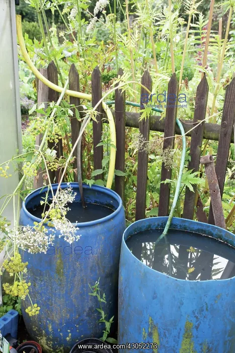 : Fennel, Foeniculum vulgare : Fennel, Foeniculum vulgare