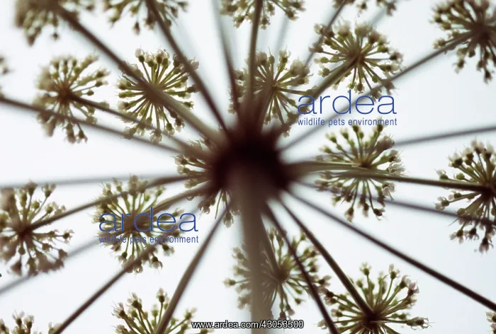 : Fennel, Bronze fennel, Foeniculum vulgare Purpureum : Fennel, Bronze fennel, Foeniculum vulgare Purpureum