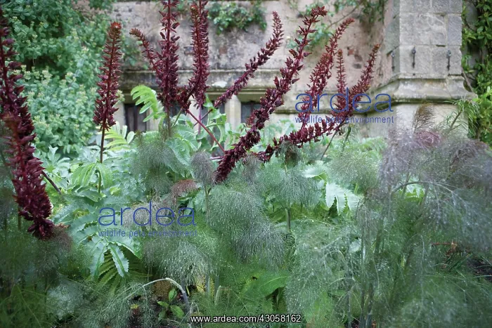 : Fennel, Bronze fennel, Foeniculum vulgare Purpureum : Fennel, Bronze fennel, Foeniculum vulgare Purpureum