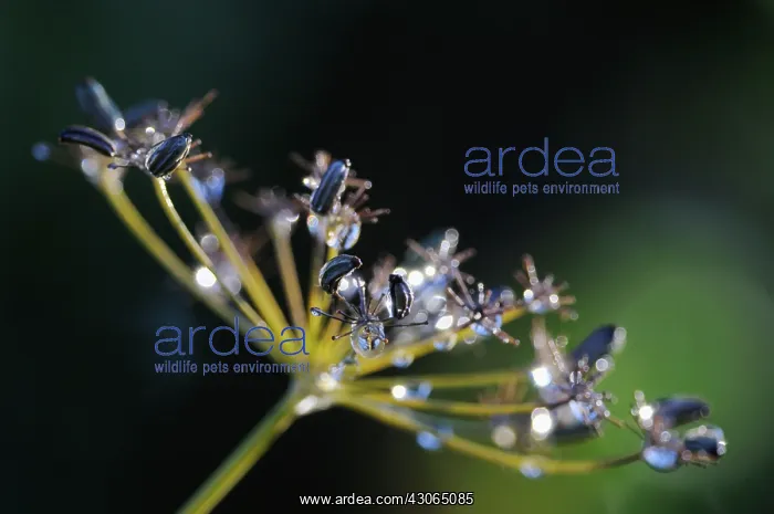 : Fennel, Foeniculum vulgare : Fennel, Foeniculum vulgare