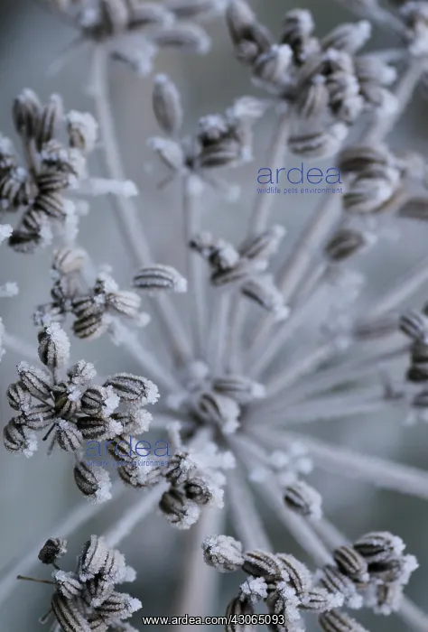 : Fennel, Foeniculum vulgare : Fennel, Foeniculum vulgare