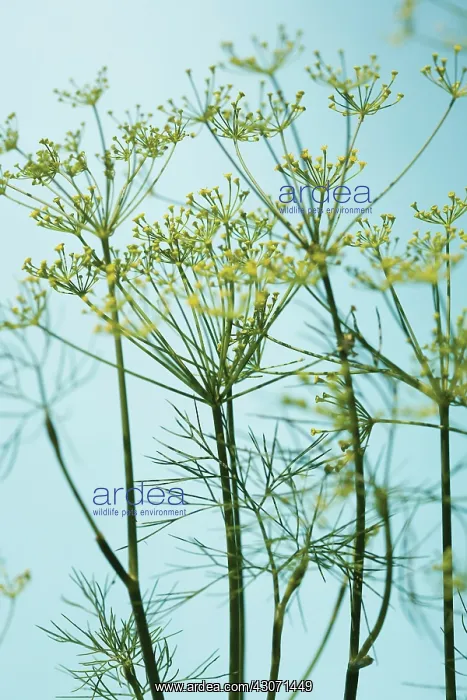 : Fennel, Foeniculum vulgare : Fennel, Foeniculum vulgare