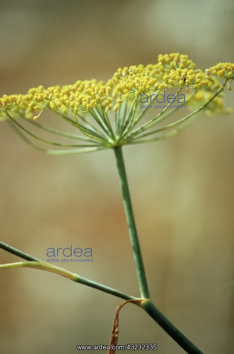 : Fennel, Foeniculum vulgare : Fennel, Foeniculum vulgare