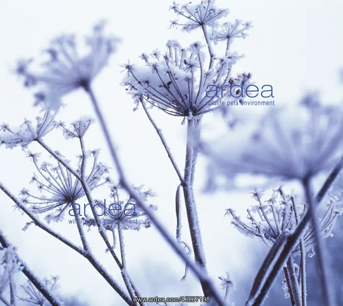 : Fennel, Foeniculum vulgare : Fennel, Foeniculum vulgare