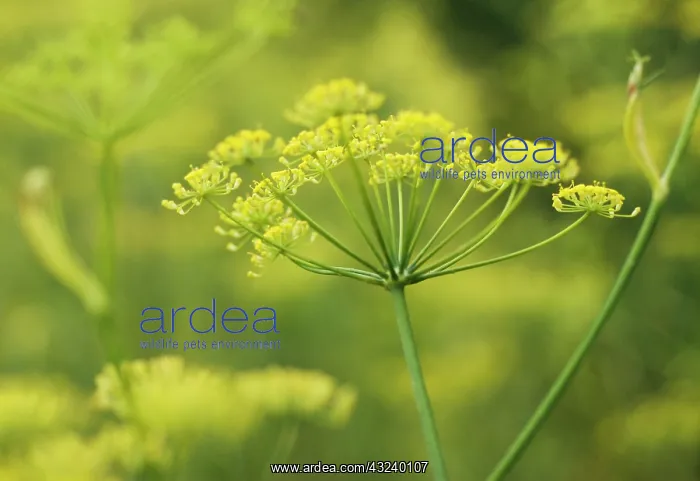 : Fennel, Foeniculum vulgare : Fennel, Foeniculum vulgare