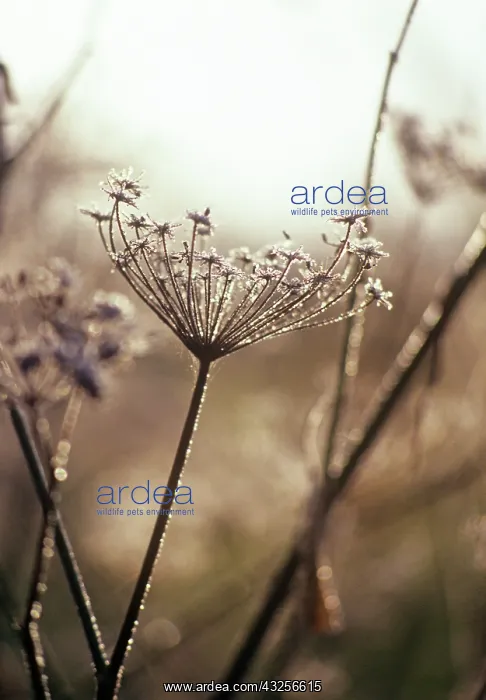: Fennel, Foeniculum vulgare : Fennel, Foeniculum vulgare