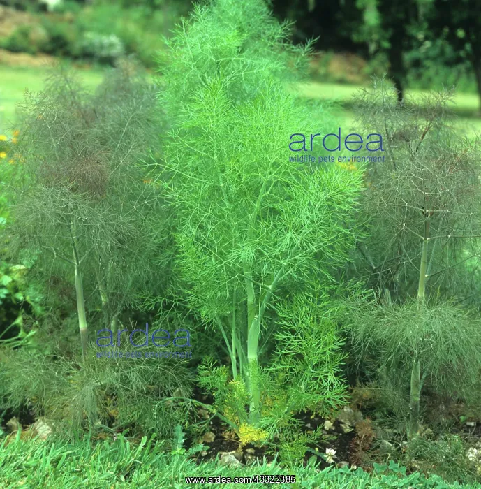 : Fennel. Green and bronze coloured fennel growing in a herb garden, Devon : Fennel. Green and bronze coloured fennel growing in a herb garden, Devon