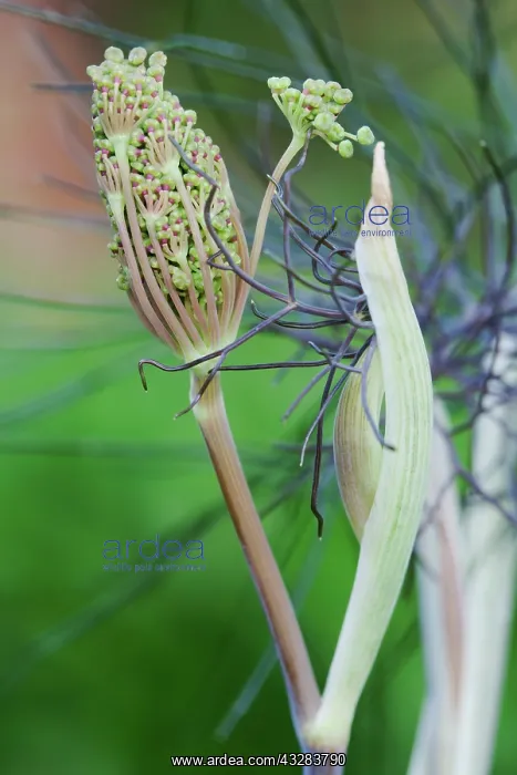 : Fennel, Bronze fennel, Foeniculum vulgare Purpureum : Fennel, Bronze fennel, Foeniculum vulgare Purpureum