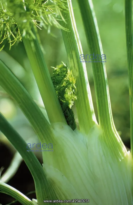  : Fennel bulb