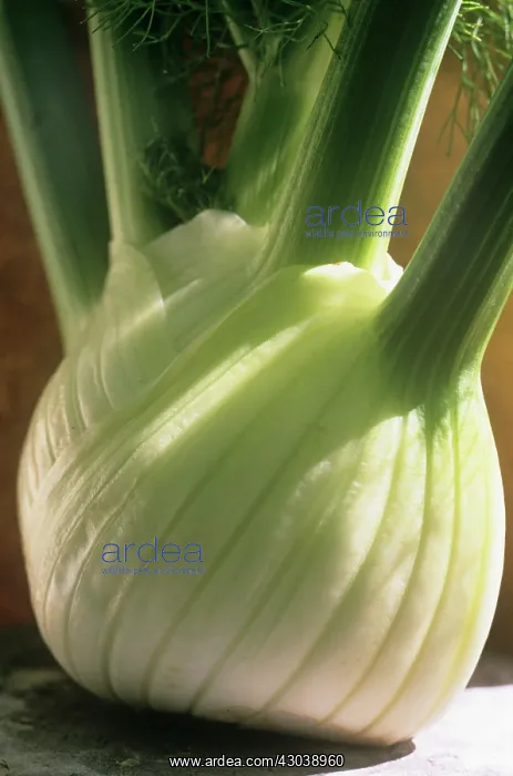 : Fennel bulb : Fennel bulb