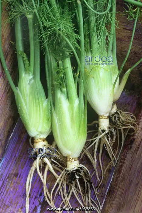  : Fennel bulb