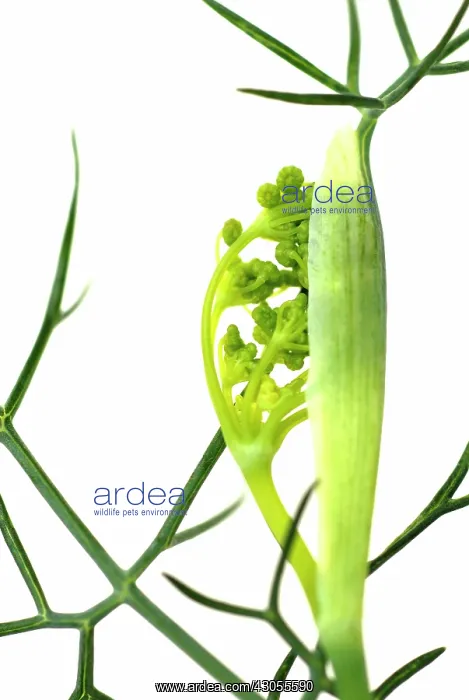 : Fennel bulb : Fennel bulb
