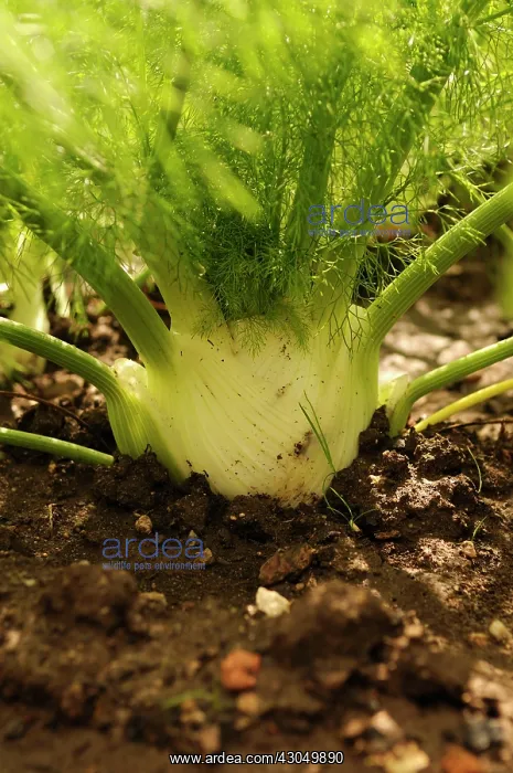: Fennel bulb, Florence fennel : Fennel bulb, Florence fennel